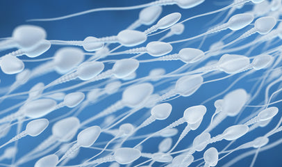 swimming sperm