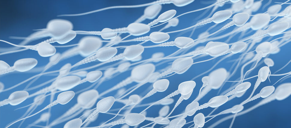 swimming sperm