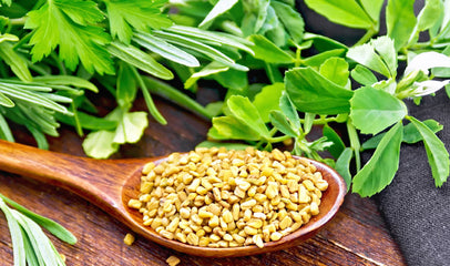 fenugreek seeds on a spoon and leaves / herbs