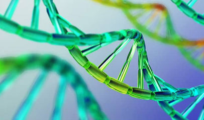 gene mutation model