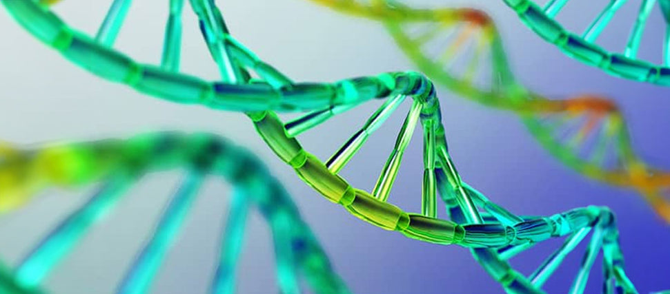 gene mutation model