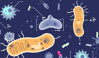 baby microbiome gut bacteria