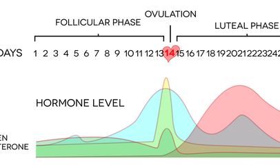 luteal phase chart