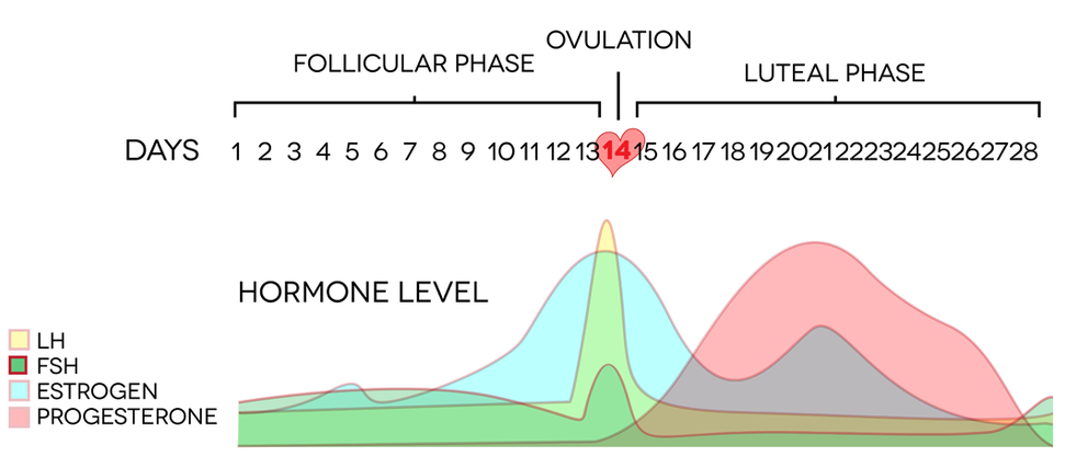 luteal phase chart