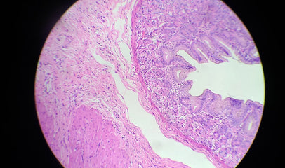 histological section uterus luteal phase