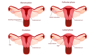 menstrual cycle