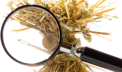 magnifying glass searching for needle in a haystack