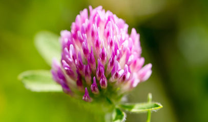 red clover