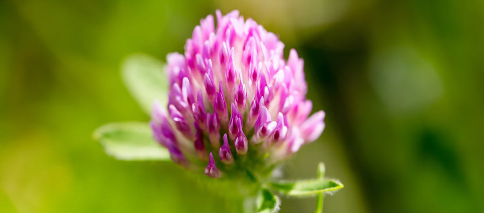 red clover