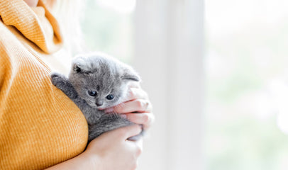 woman holding kitten