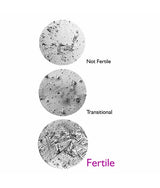 fertilefocus-ferning